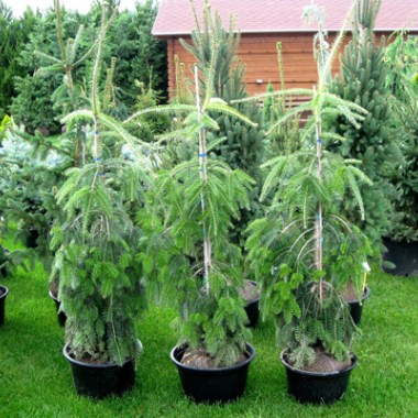 abies_nordmanniana_pendula