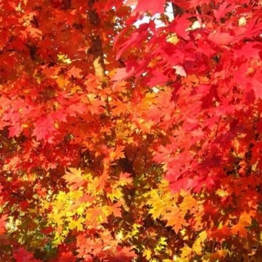 acer-rubrum-october-glory-tree-p774-2011_medium