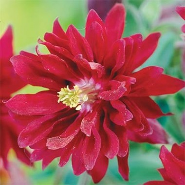 aquilegia-double-red-1