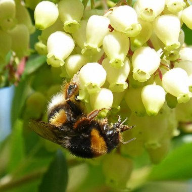 bumblebee-libar-flower-strawberry-tree