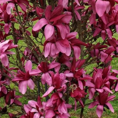burgundy-star1112