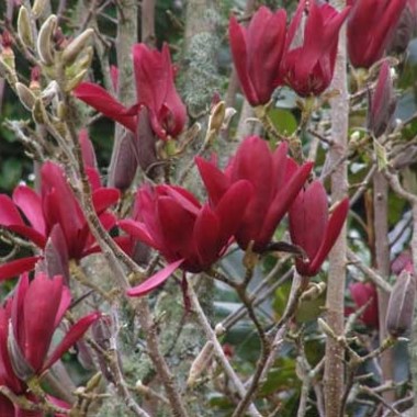 burgundy-star111