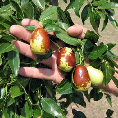 c7f018588599ad54d24a0850882f94c2--delicious-fruit-desert-gardening