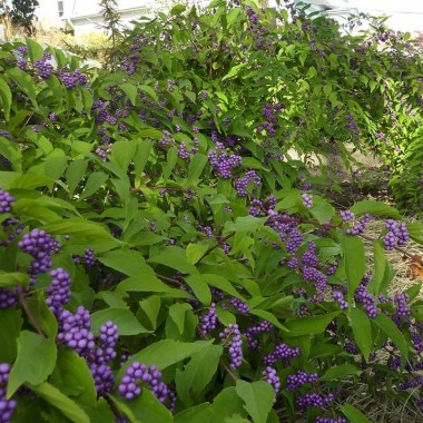 callicarpa-bodinieri-profusion-beauty-berry-deciduous-shrub-p247-28216_image