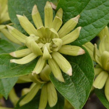 calycanthus-floridus-athens