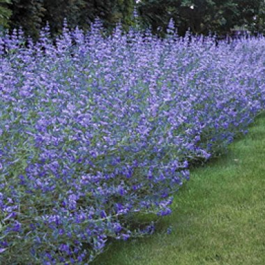 caryopteris-longwood-blue
