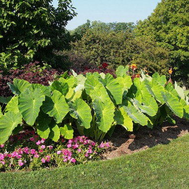 colocasia-elephant-ears-plant