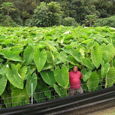 colocasia-esculenta_grande