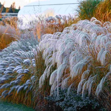 compressed_miscanthus_sinensis_silver_charm9