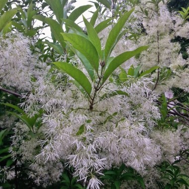 fringe-tree-chionanthus-virginicus-falon-land-studio-llc-img_0c11e18f0436bca0_4-3794-1-a9eae20