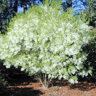 fringetree