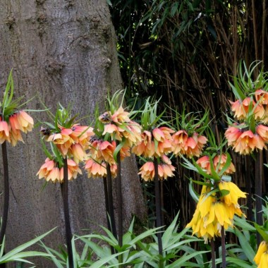 fritillaria-early-fantasy-3_1024x1024