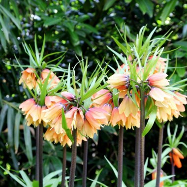 fritillaria-early-fantasy-4_1024x1024
