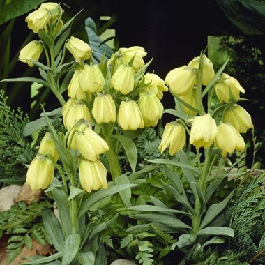 fritillaria_pallidiflora-1