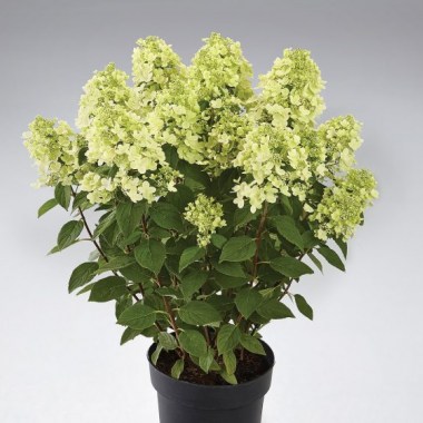 gort-panflora-600x560