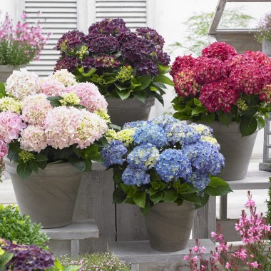 hydrangea-macr.-music-collection-