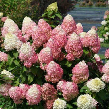 hydrangea-quick-fire-fab-9