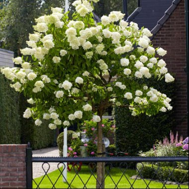 hydrangea