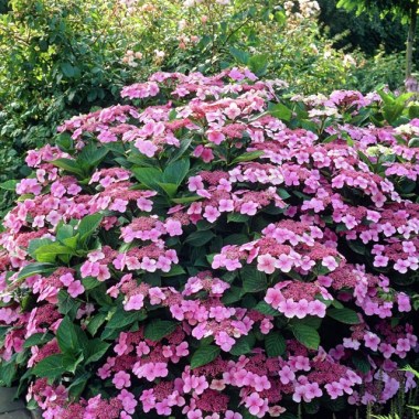 hydrangea_serrate_isusai-jaku_-_gortenziya_pilchataya_isusai-jaku11