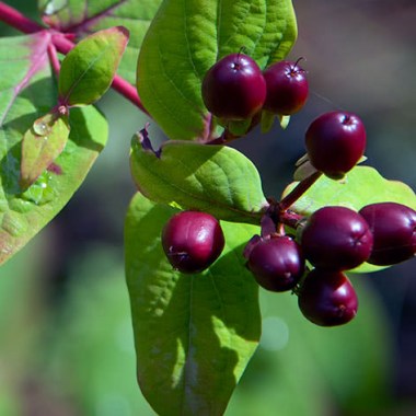 hypericum2