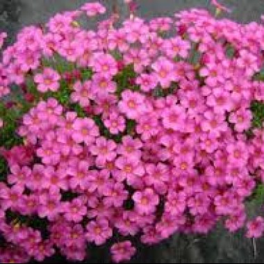 images11