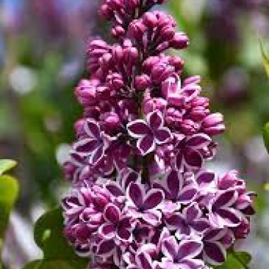 images35