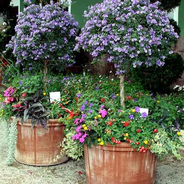 img_8658_lycianthes-rantonn
