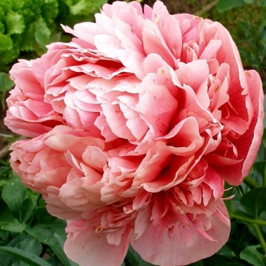 information_items_property_33428
