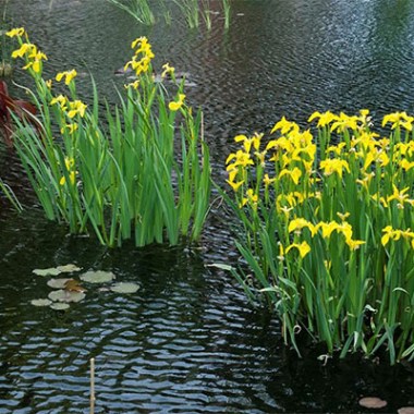 iris-bolotnyy-1