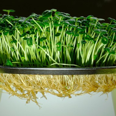 kak-vyrastit-chia