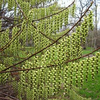large_stachiurek