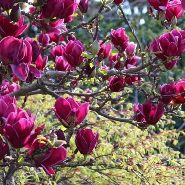 magnolia-cleopatra-1_1