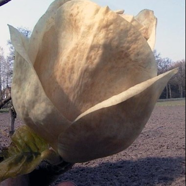 magnolia-gold-cup