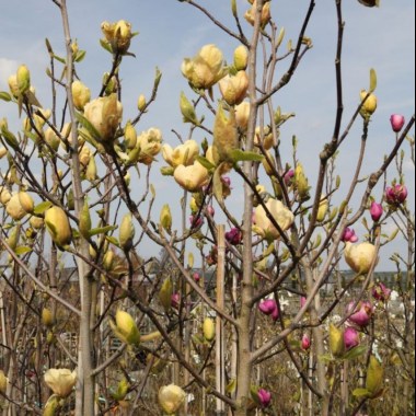magnolia-x-cult.-honey-tulip--r-magnolie