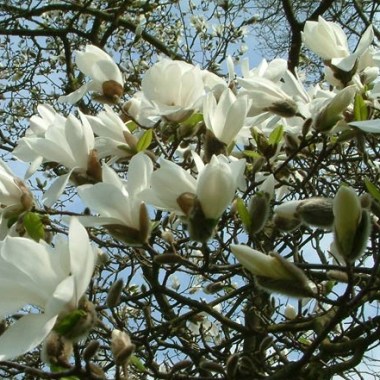 magnolia_kobus_001