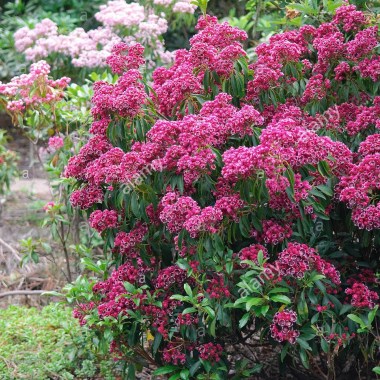 mountain-laurel-kalmia-latifolia-kaleidoscope-kalmia-latifolia-kaleidoscope-cultivar-kaleidoscope-blooming-X26ANE