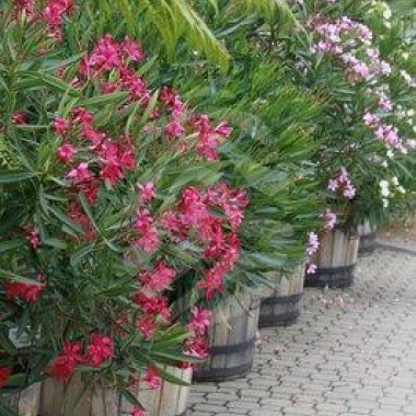 nerium-oleander-greenery-plants-pixmac-image-5429