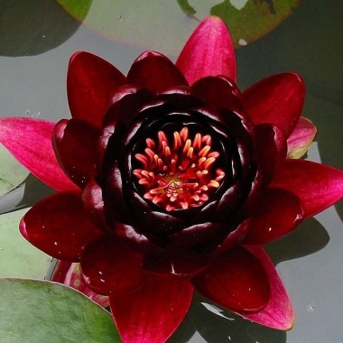 nymphaea-black-princess3
