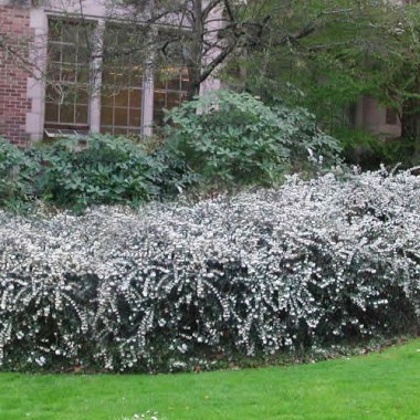 osmanthus-delavayi-delavay-tea-olive-6