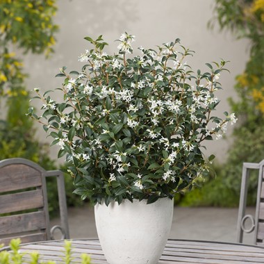 osmanthus-x-burkwoodii-594208-1