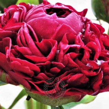 peony-henry-bockstoce-76-2-1600x1600