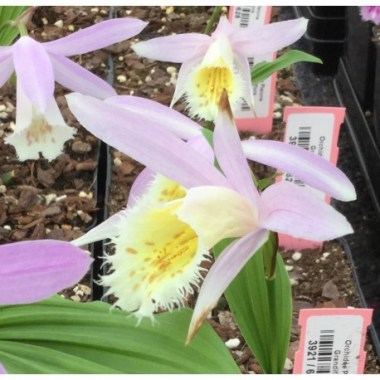 pleione-grandiflora
