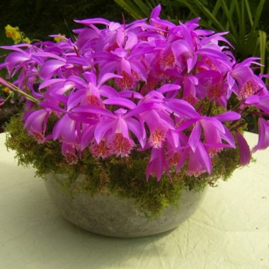 pleione-tongariro-pot