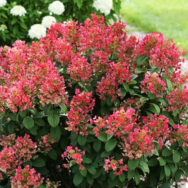 quick-fire-hydrangea-1