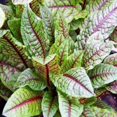 rumex-sanguineus-patience-des-bois-graines8