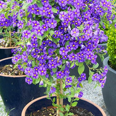 solanum-rantonnetii-blue-potato-bush-5941