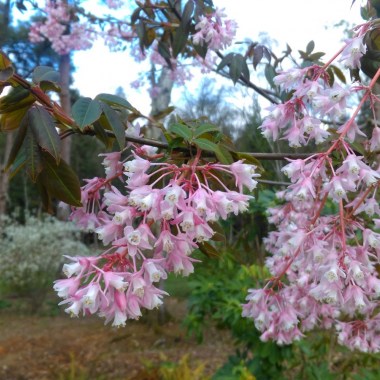 staphylea-holocarpa-var-rosea-1