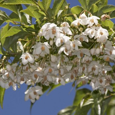 styrax_japonica_1024x1024