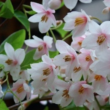 styrax_japonica_pink_chimes_2