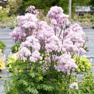 thalictrum-nimbus-pink-1548713724_l